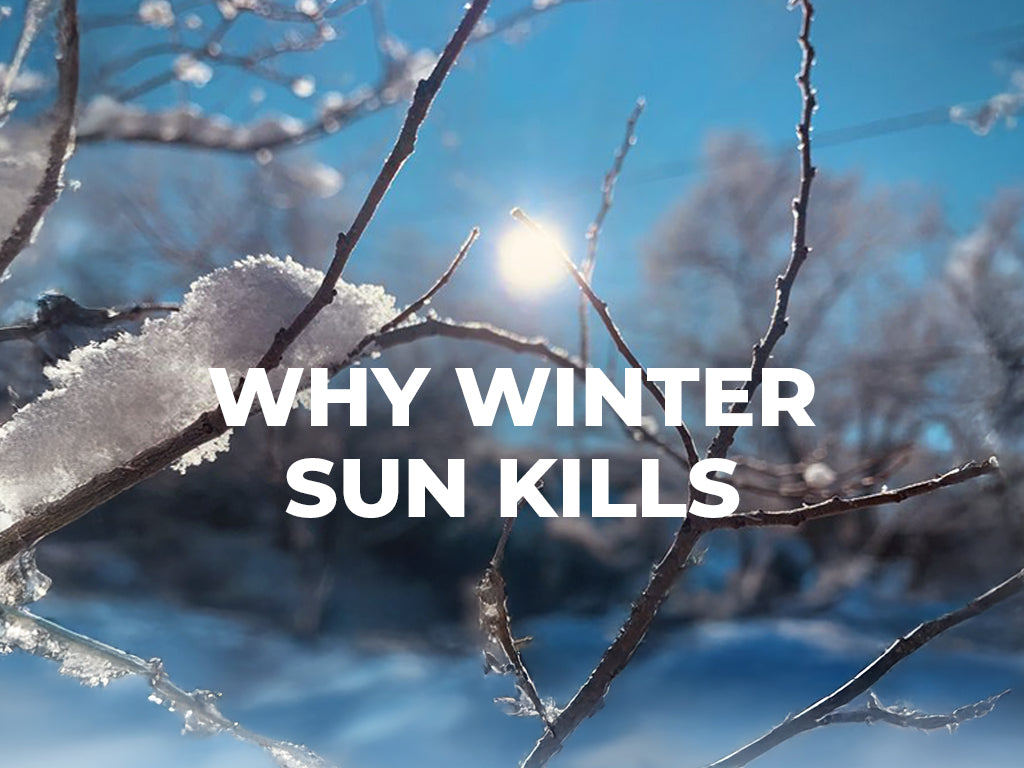 Winter sun shining through bare branches with snow, showing harsh UV exposure in cold weather.