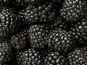 BLACKBERRY EXTRACT